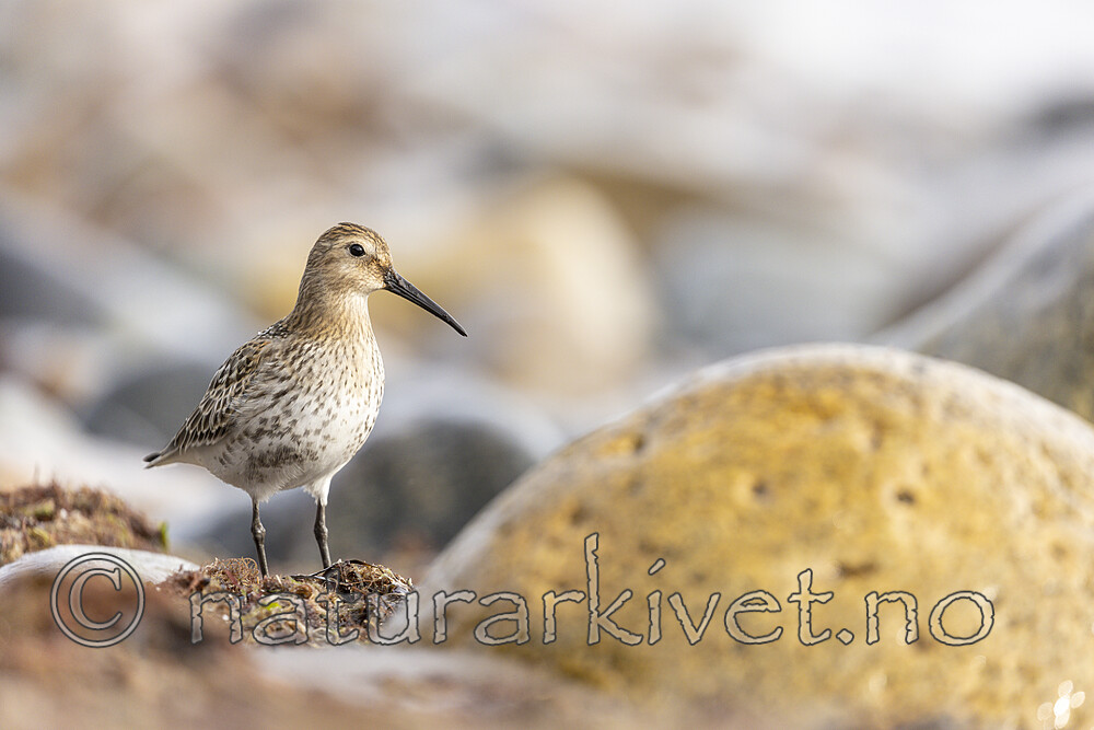 KA_200920_43 / Calidris alpina / Myrsnipe