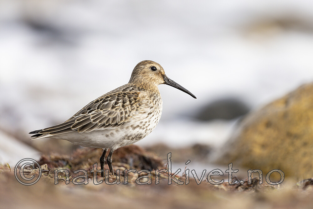 KA_200920_47 / Calidris alpina / Myrsnipe