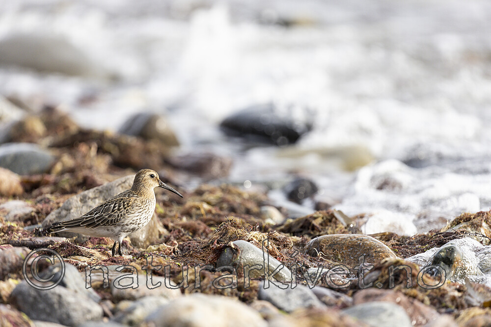 KA_200920_6 / Calidris alpina / Myrsnipe