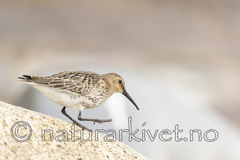 KA_200920_66 / Calidris alpina / Myrsnipe