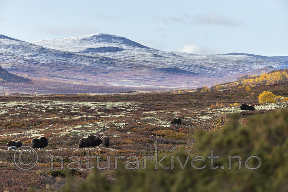 KA_200925_11 / Ovibos moschatus / Moskusfe