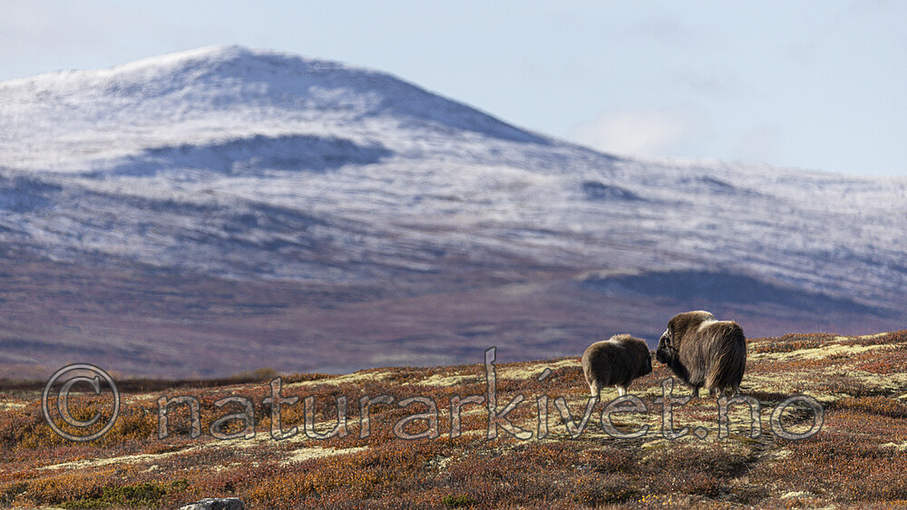KA_200925_13 / Ovibos moschatus / Moskusfe