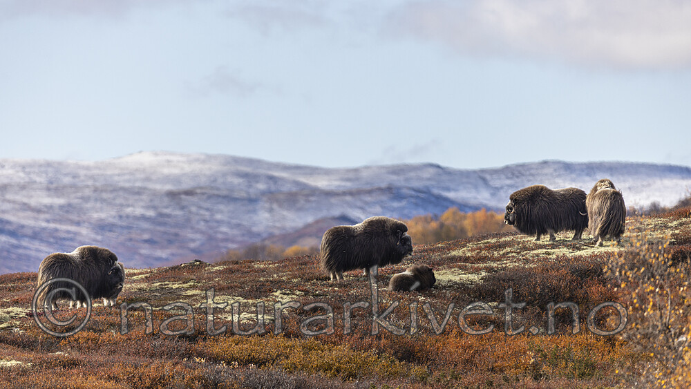 KA_200925_14 / Ovibos moschatus / Moskusfe