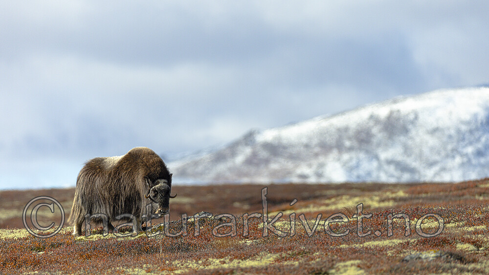 KA_200925_24 / Ovibos moschatus / Moskusfe
