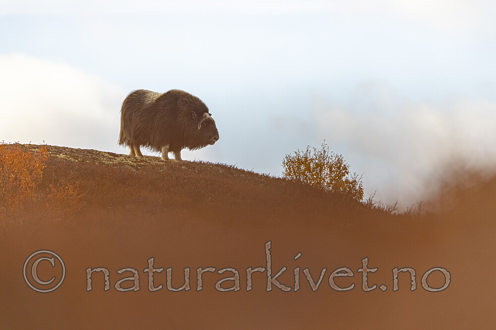 KA_200925_43 / Ovibos moschatus / Moskusfe