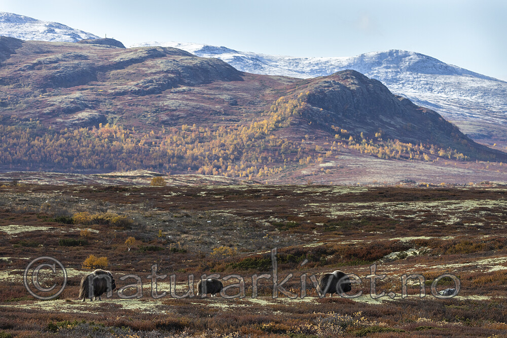 KA_200925_9 / Ovibos moschatus / Moskusfe