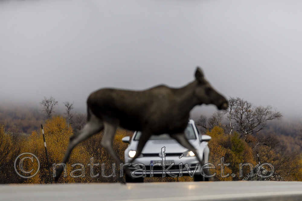 KA_200927_12 / Alces alces / Elg