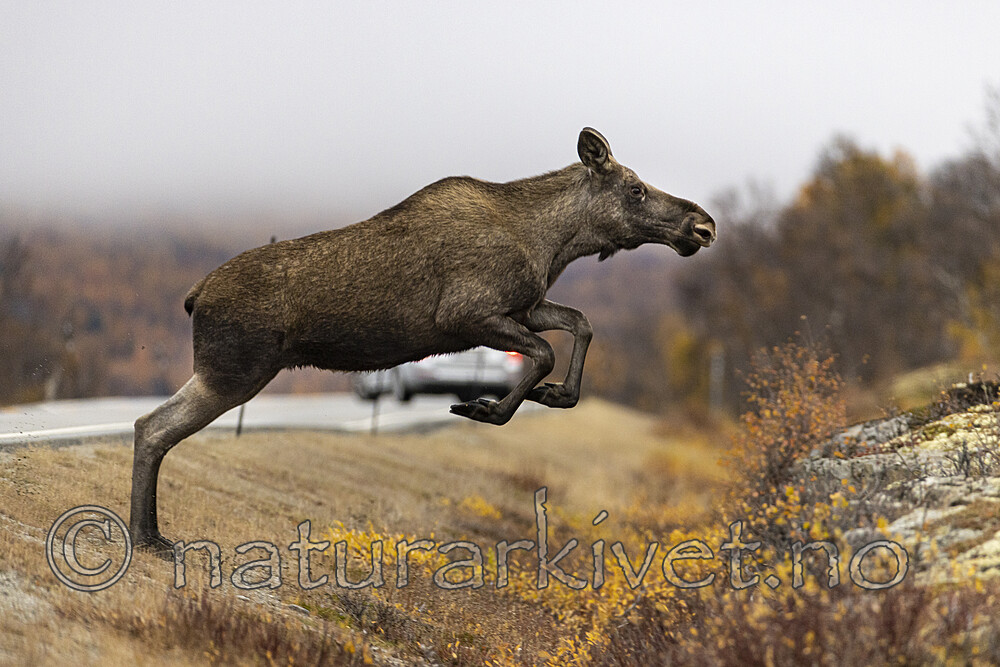 KA_200927_25 / Alces alces / Elg
