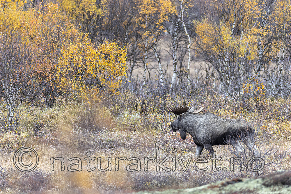 KA_200927_43 / Alces alces / Elg