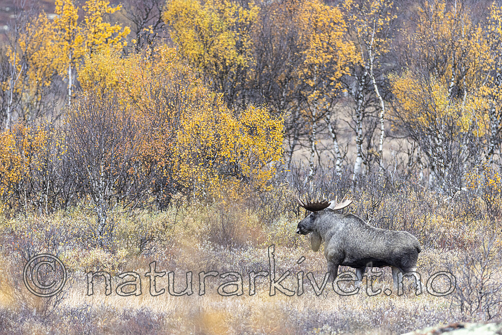 KA_200927_45 / Alces alces / Elg