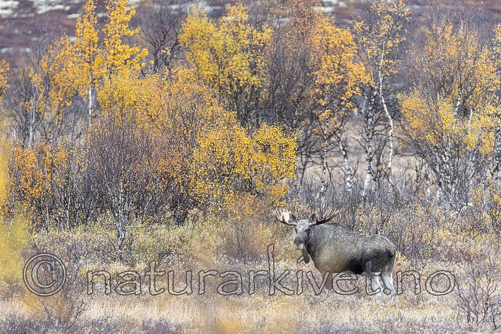 KA_200927_47 / Alces alces / Elg