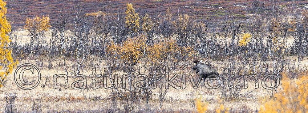 KA_200927_70 / Alces alces / Elg