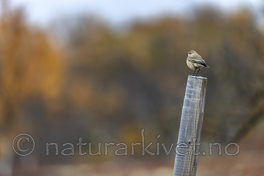 KA_200927_74 / Oenanthe oenanthe / Steinskvett