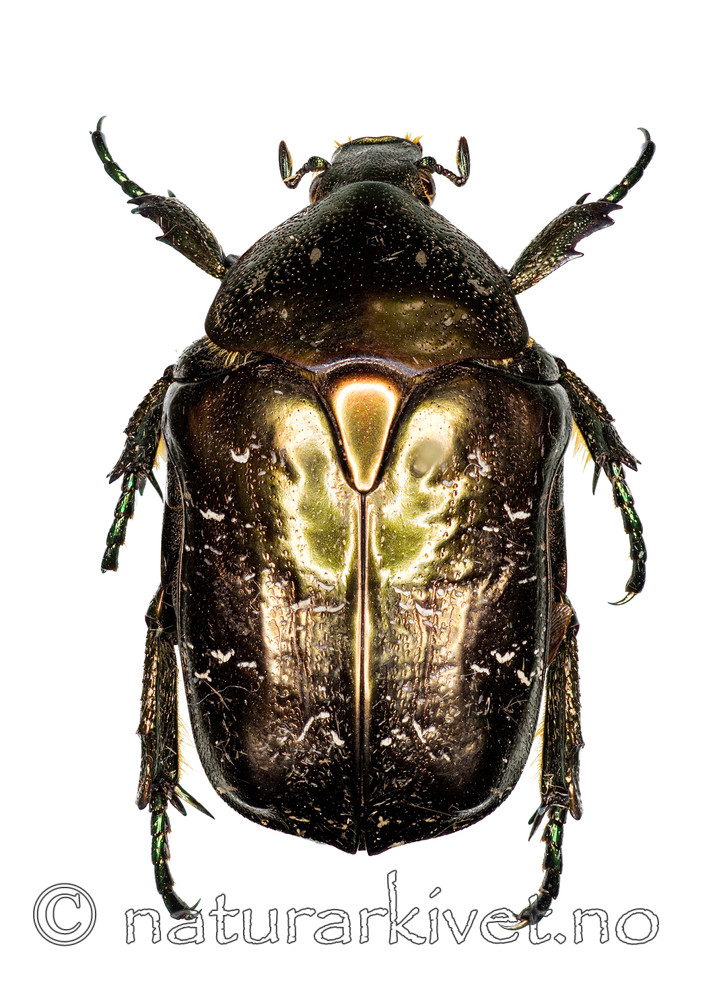 KA_20100423_marmorata_over / Protaetia marmorata / Eikegullbasse