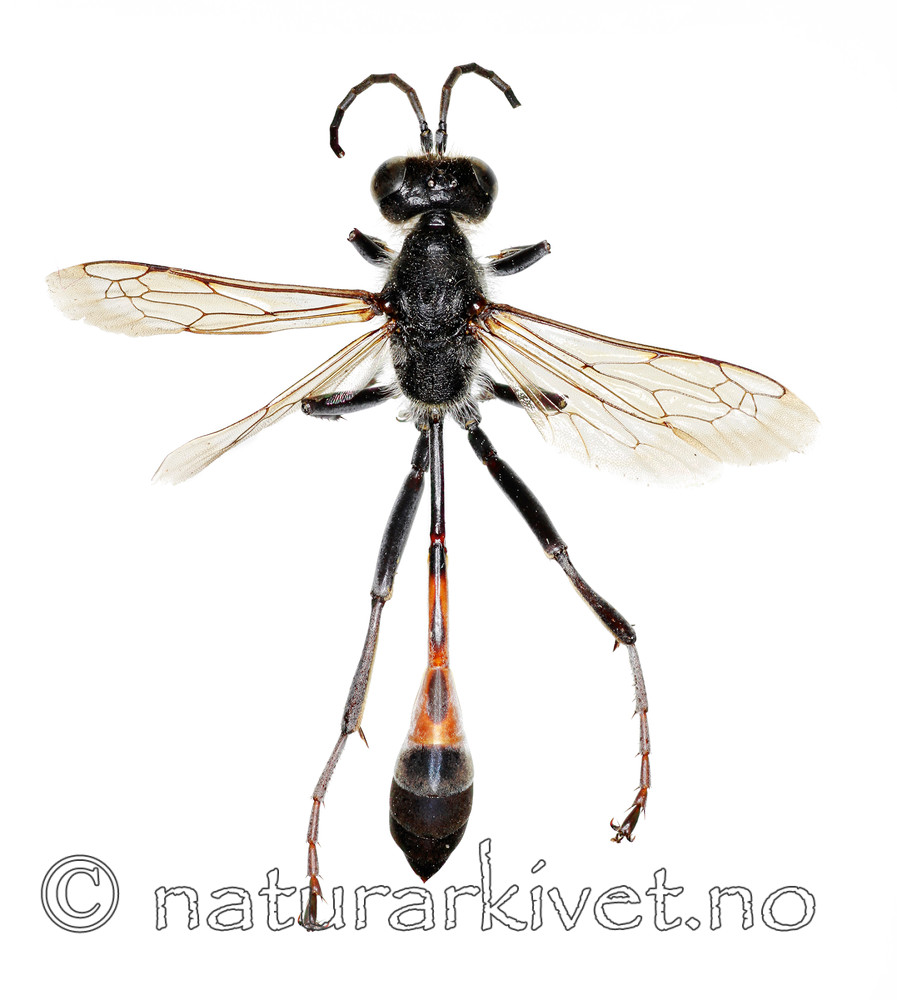 KA_20100531_sabulosa / Ammophila sabulosa