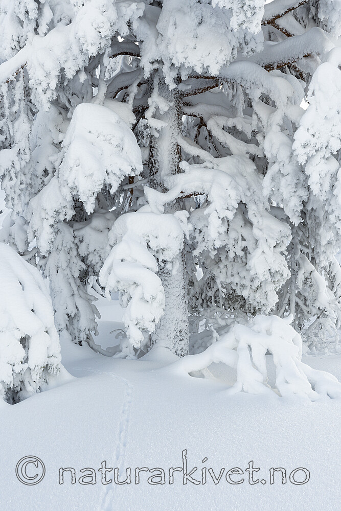KA_210105_23 / Pinus sylvestris / Furu