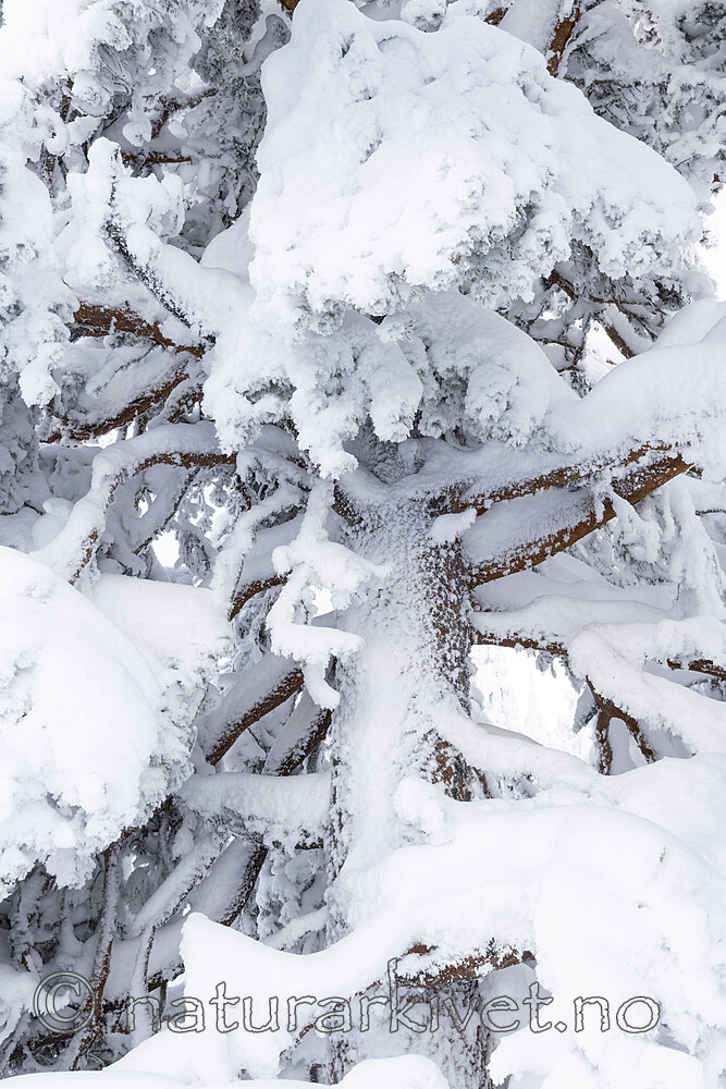 KA_210105_24 / Pinus sylvestris / Furu