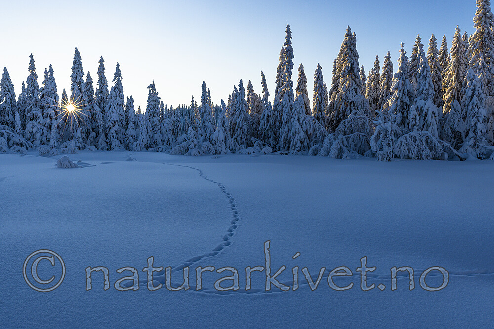KA_210105_3 / Vulpes vulpes / Rødrev