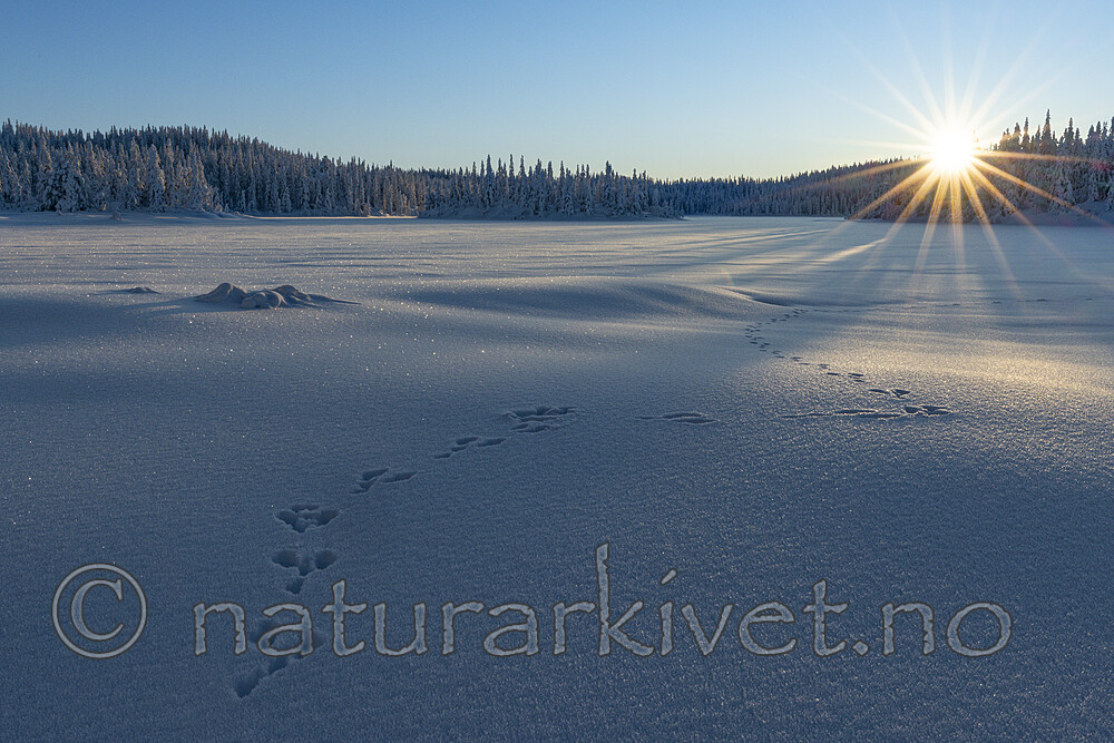 KA_210105_4 / Lepus timidus / Hare