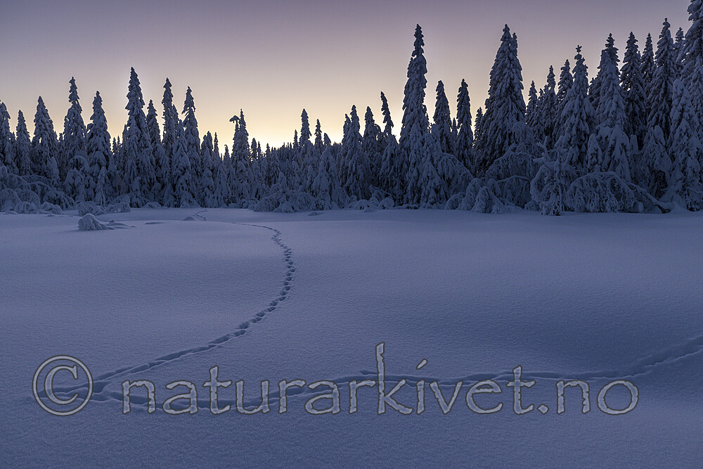 KA_210105_43 / Vulpes vulpes / Rødrev