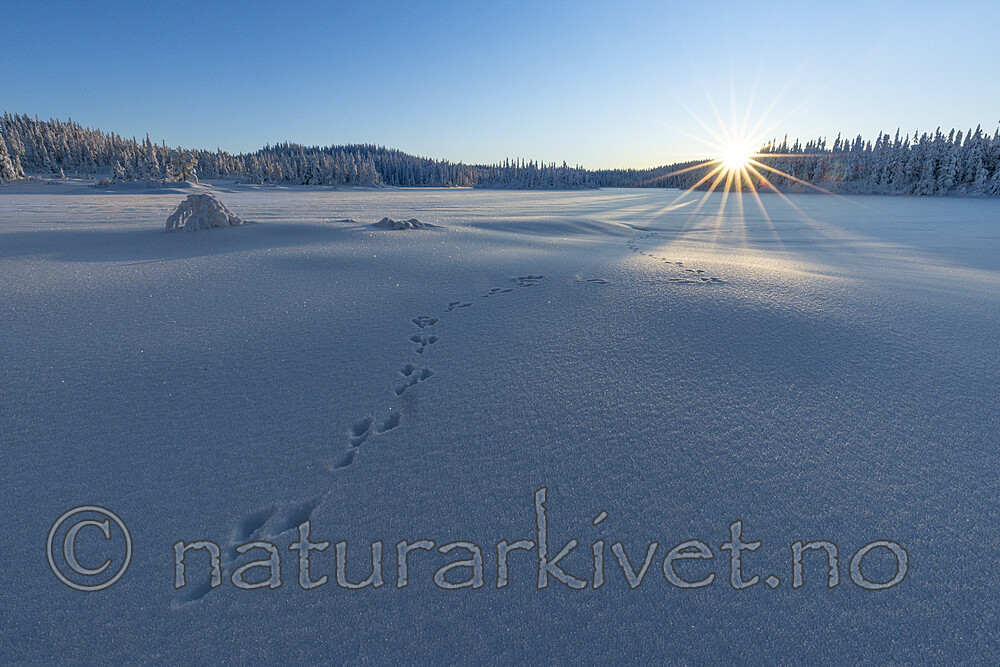 KA_210105_5 / Lepus timidus / Hare