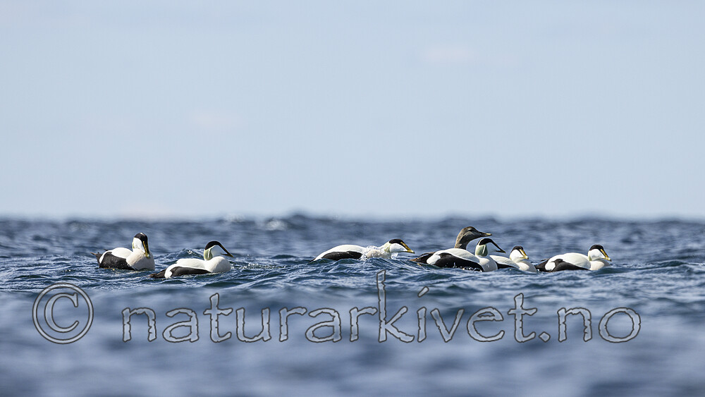 KA_210425_15 / Somateria mollissima / ærfugl