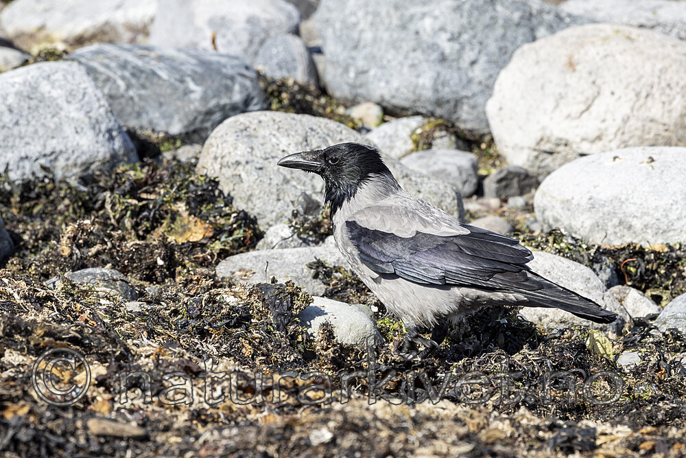 KA_210425_3 / Corvus cornix / Kråke