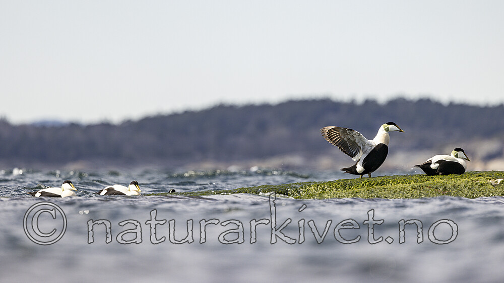 KA_210425_37 / Somateria mollissima / ærfugl