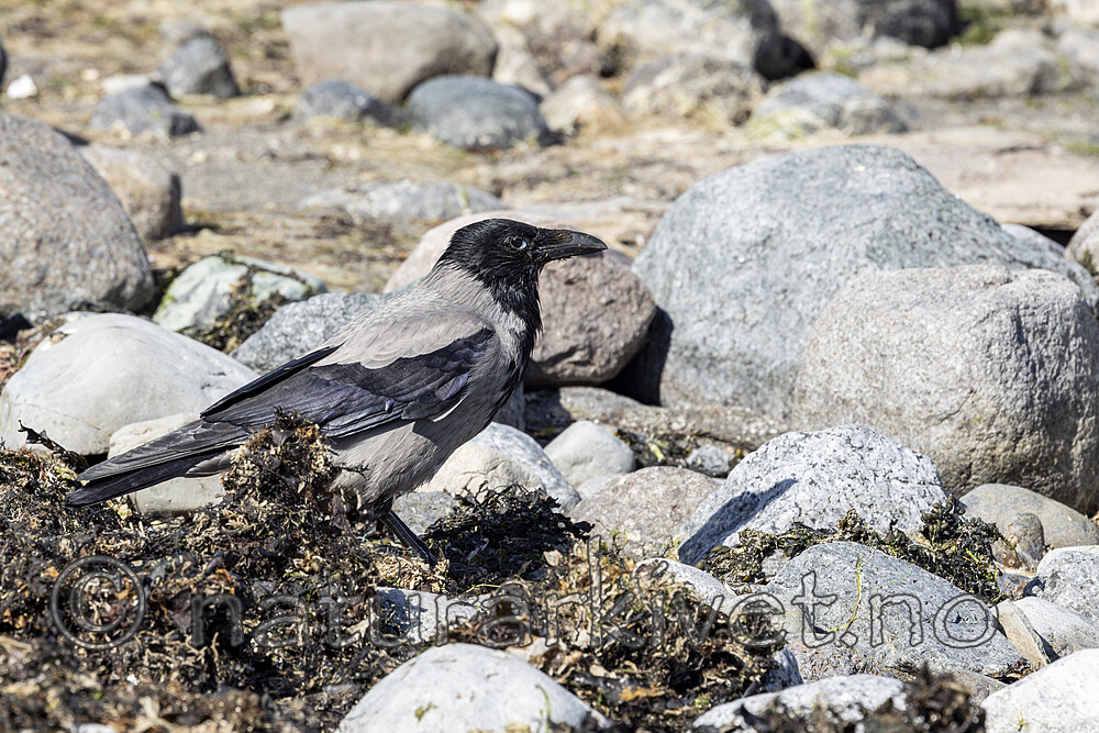 KA_210425_4 / Corvus cornix / Kråke