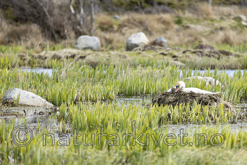 KA_210425_41 / Cygnus olor / Knoppsvane