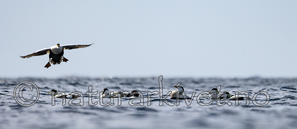 KA_210425_49 / Somateria mollissima / ærfugl