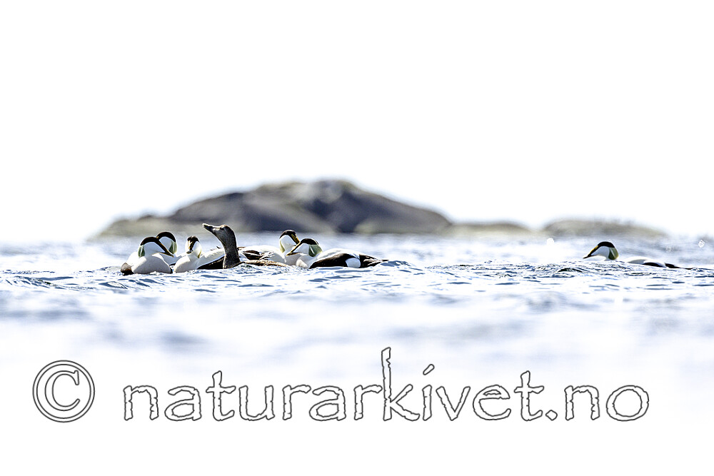 KA_210425_55 / Somateria mollissima / ærfugl