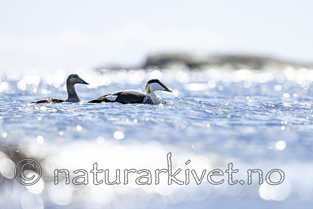 KA_210425_59 / Somateria mollissima / ærfugl