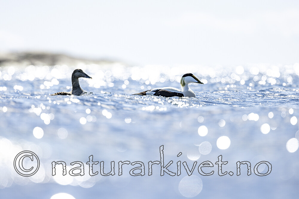 KA_210425_60 / Somateria mollissima / ærfugl