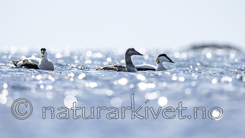 KA_210425_67 / Somateria mollissima / ærfugl