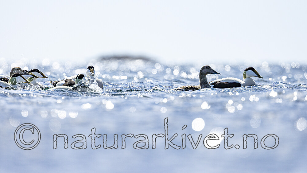 KA_210425_70 / Somateria mollissima / ærfugl