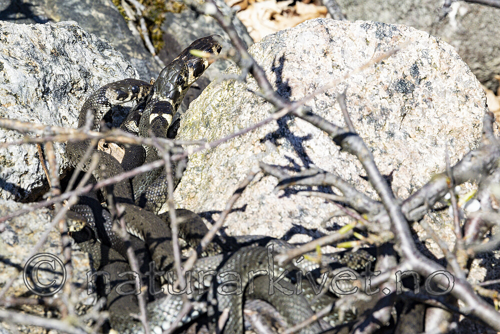 KA_210425_94 / Natrix natrix / Buorm