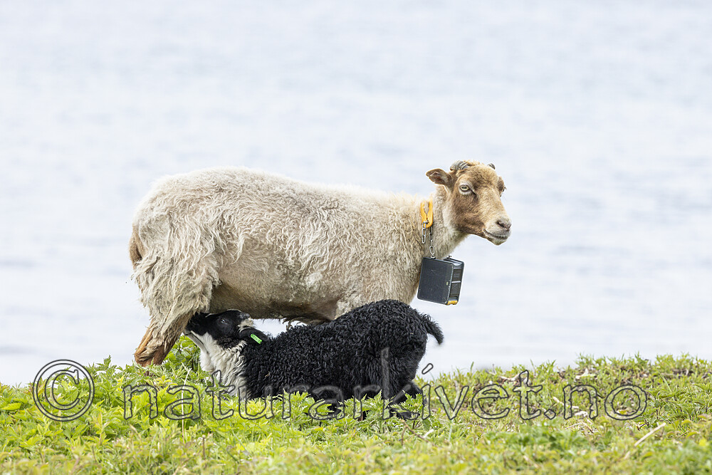 KA_210525_21 / Ovis aries / Sau