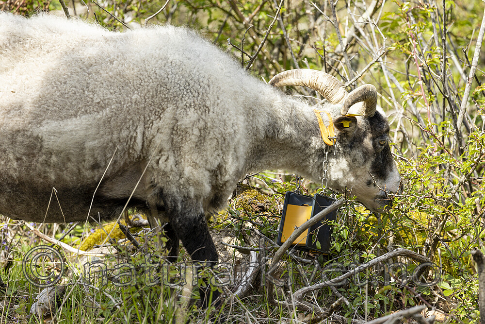 KA_210525_3 / Ovis aries / Sau
