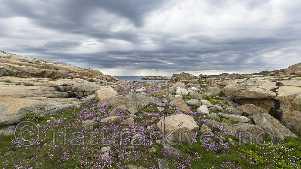 KA_210525_39 / Armeria maritima / Fjærekoll