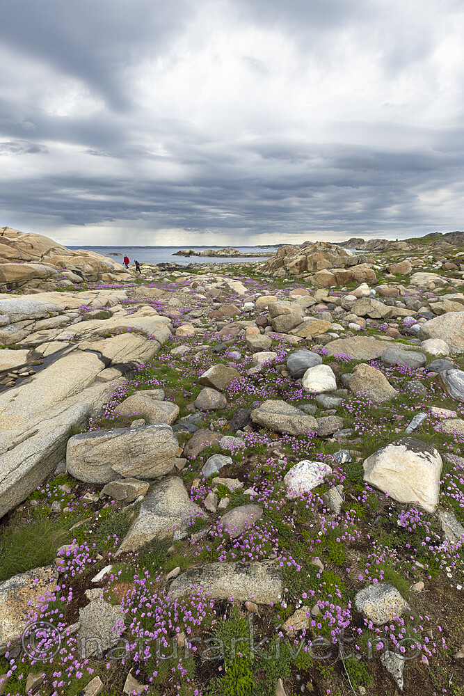 KA_210525_40 / Armeria maritima / Fjærekoll