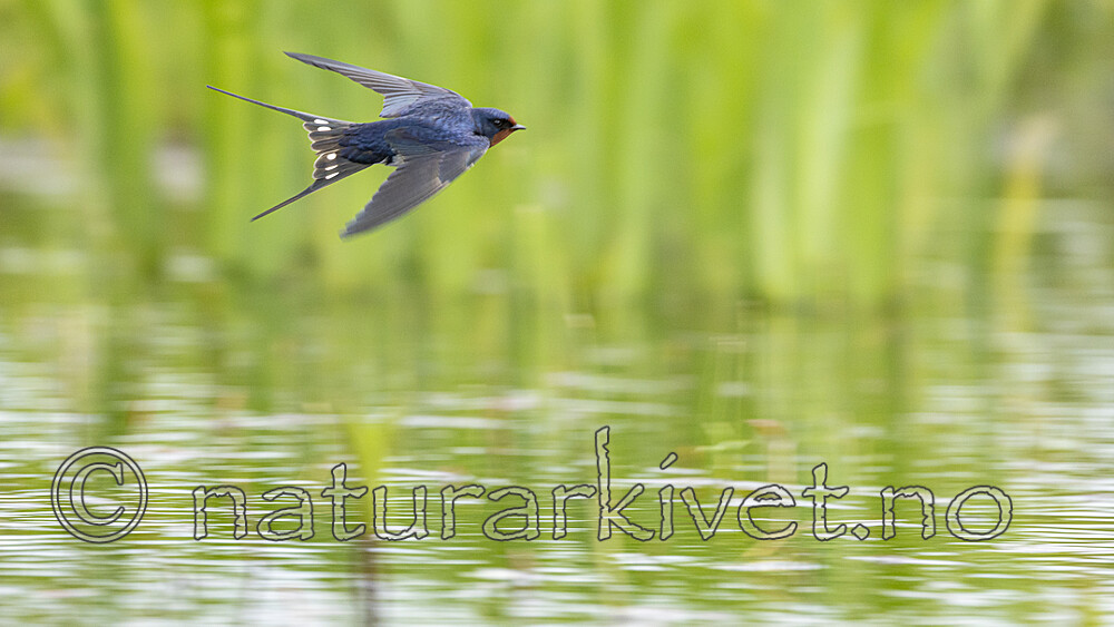 KA_210525_44 / Hirundo rustica / Låvesvale