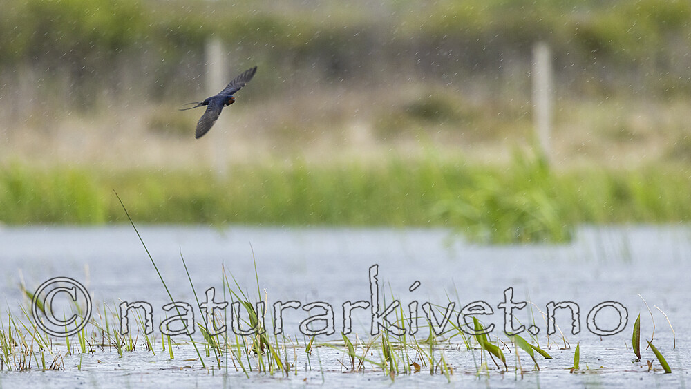 KA_210525_46 / Hirundo rustica / Låvesvale