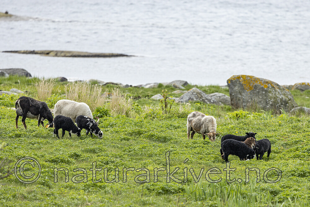 KA_210525_9 / Ovis aries / Sau