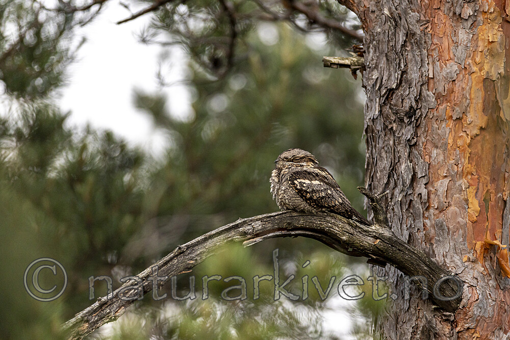 KA_210614_7 / Caprimulgus europaeus / Nattravn