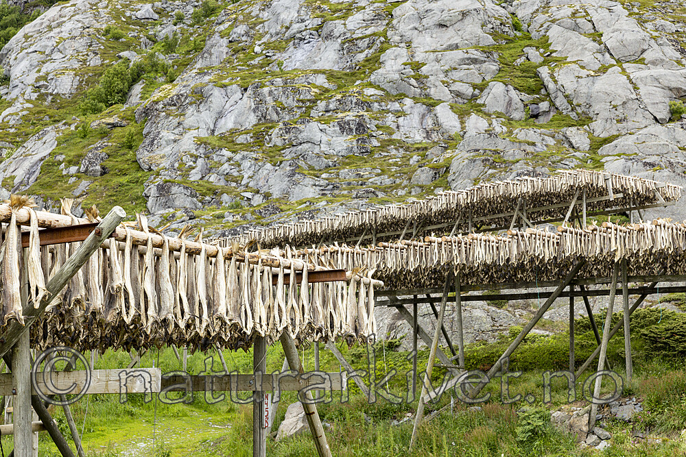 KA_210625_94 / Gadus morhua / Torsk