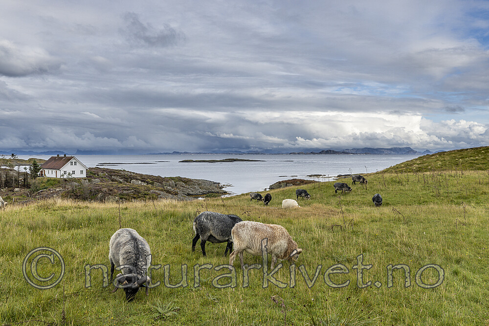 KA_210815_23 / Ovis aries / Sau