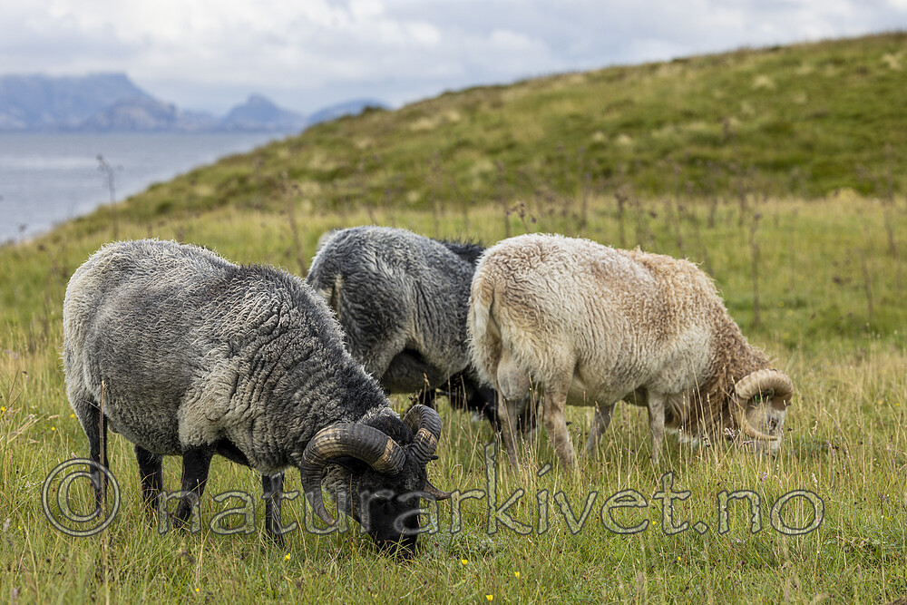 KA_210815_24 / Ovis aries / Sau