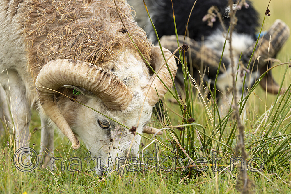 KA_210815_27 / Ovis aries / Sau