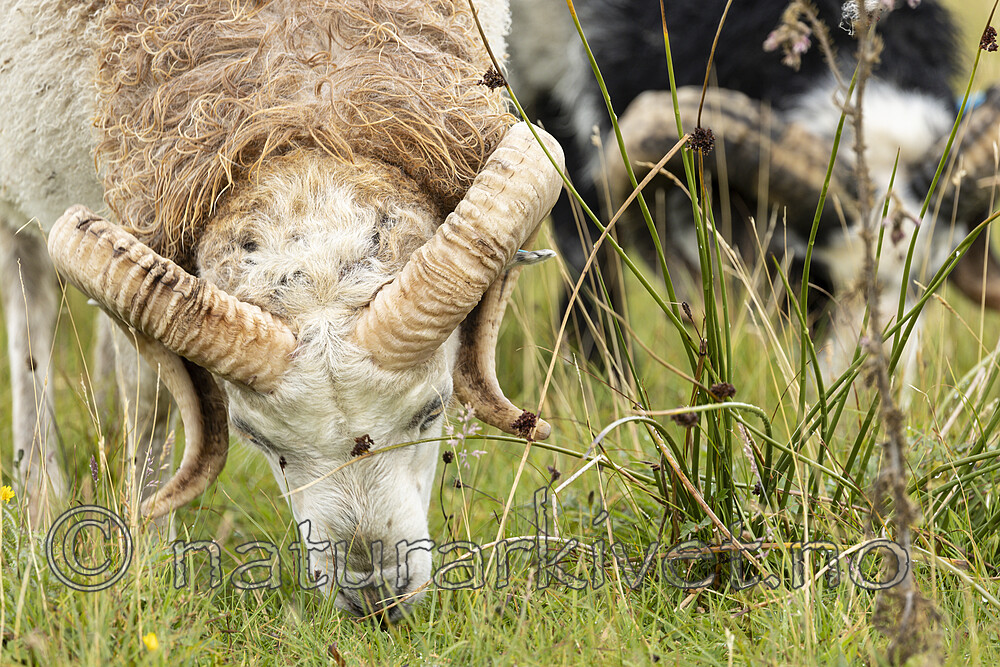 KA_210815_28 / Ovis aries / Sau